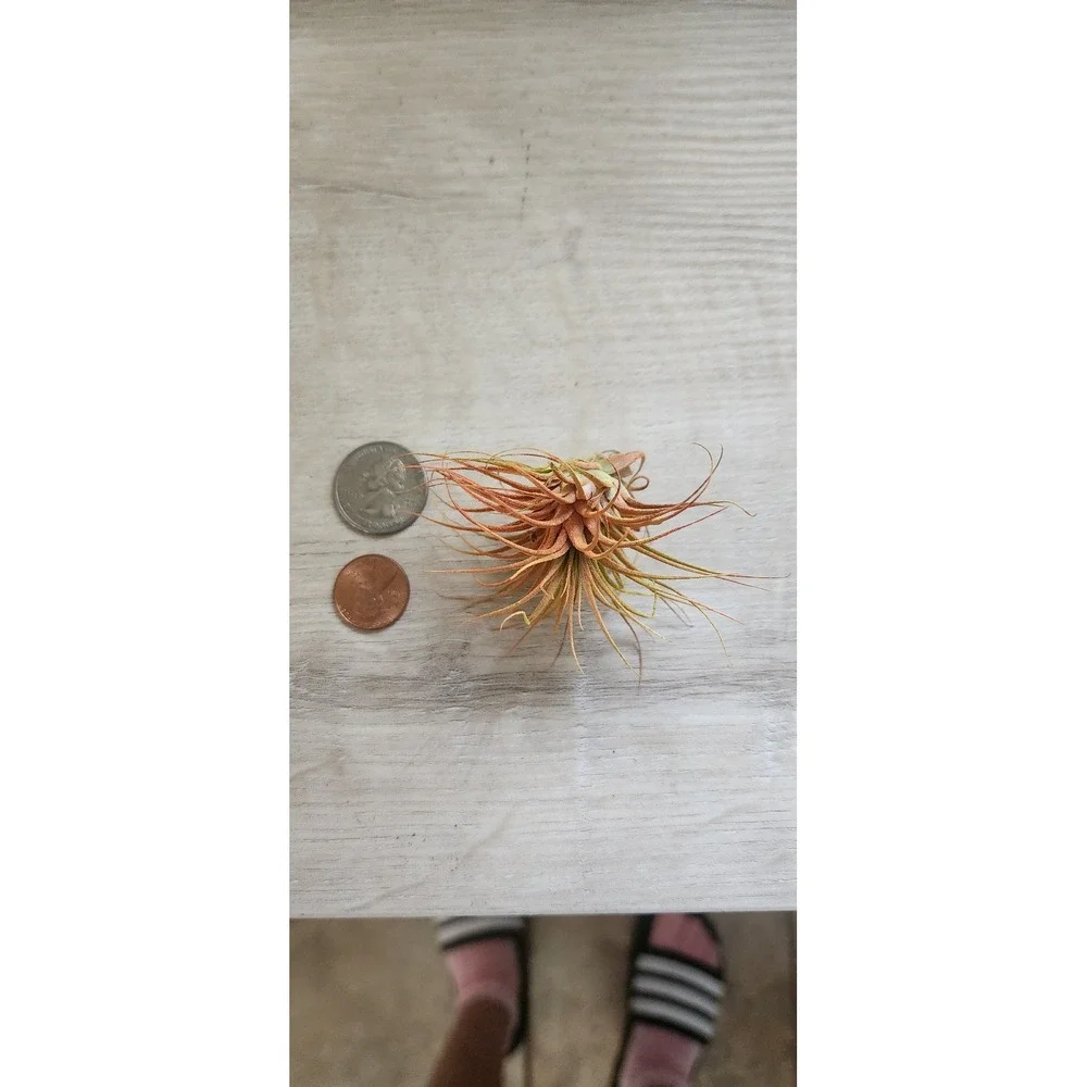Small Colored Dried Airplant Tillandsia‎ Orange Yellow Decorative Botanical
